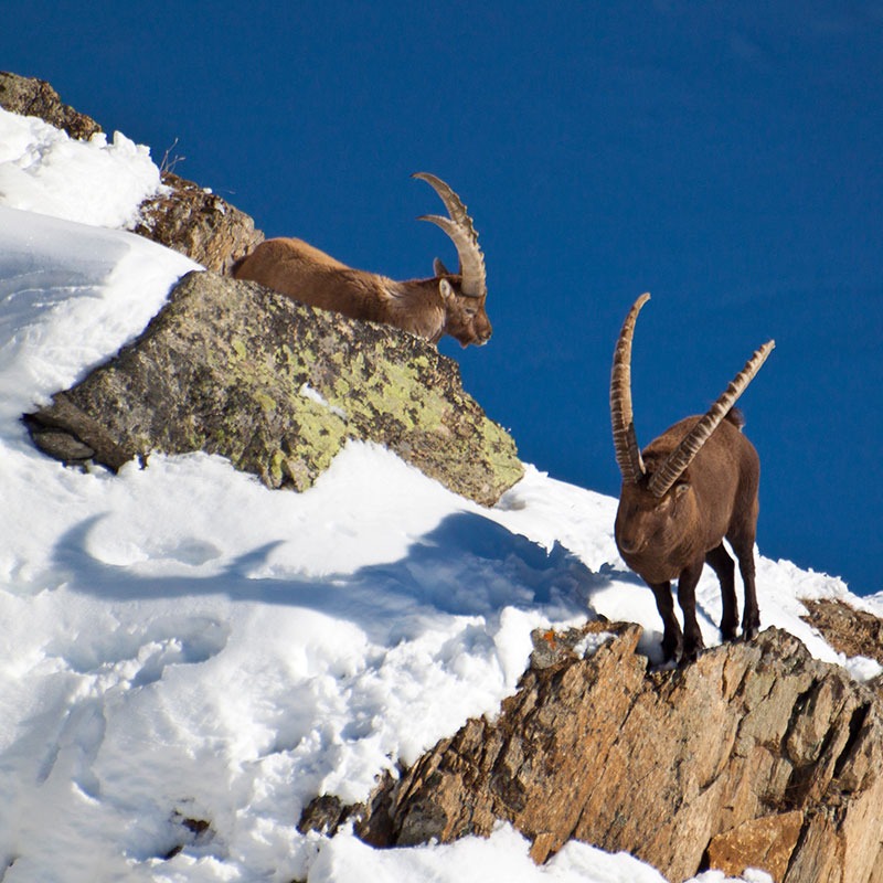 Scoprire la natura nel Parco Nazionale dello Stelvio
